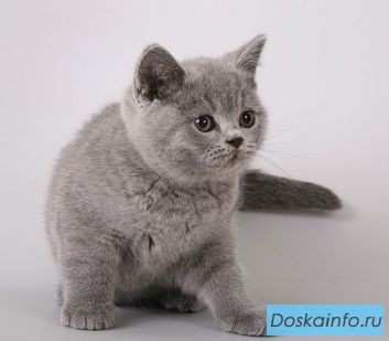 Британские котята