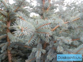 Куплю саженцы хвойных и лиственных растений