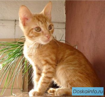 Котята в дар из частного домашнего приюта!