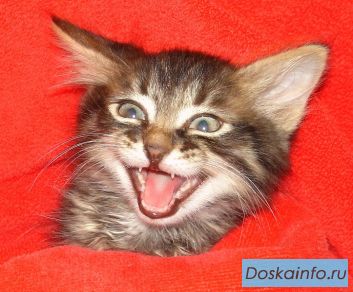 Котенок Матроскин в добрые руки!