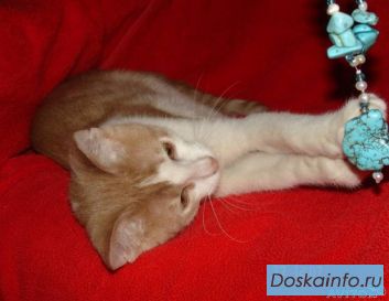 Котенок Макс ищет добрые руки и любящую семью! В дар!