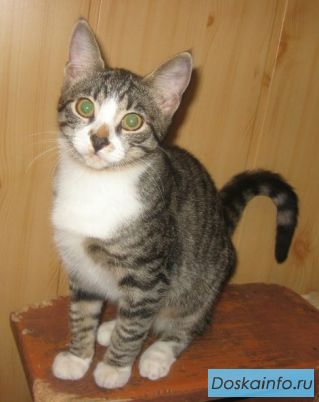 Котенок Лиза, 8 мес. в хорошие руки