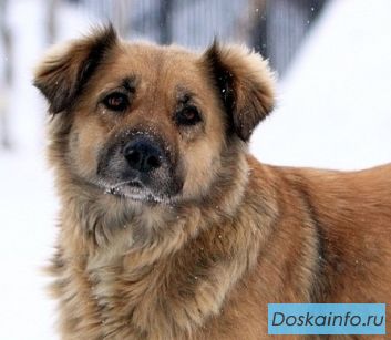 Собака Маня, 3 года в хорошие руки