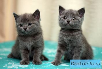 Котята британцы