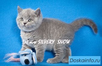 Продается британский котенок