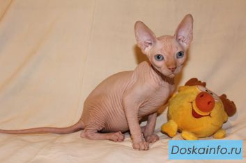 Канадские  сфинксы