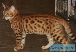 Бенгальские котята. Тойгер.
