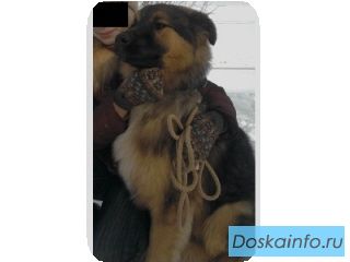 Срочно отдам в дар собаку