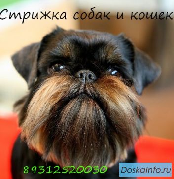 Стрижка собак и кошек на дому