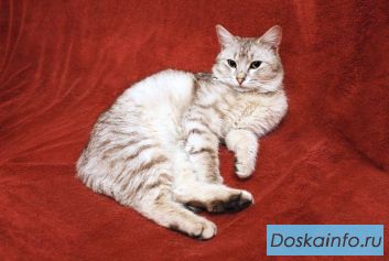 Котик Сильвер будет верным другом! В добрые руки!