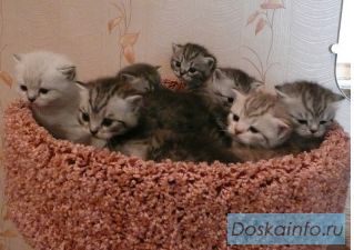 Британские котята-рисунок на серебре
