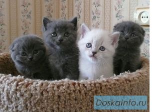 Шотландские котята (скоттиш-фолды и скоттиш-страйты)