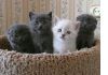 Шотландские котята (скоттиш-фолды и скоттиш-страйты)