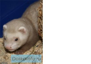 Куплю хорька