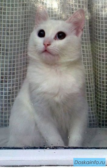 Котенок ангорской кошки, 5 мес. в дар