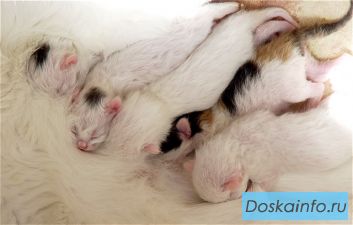 Продистые котята по очень низкой цене