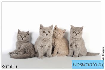 Плюшевые британские котята из питомника Anno Dominai