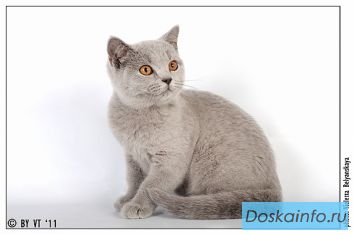Плюшевая британская девочка