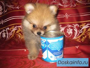Померанский ШПИЦ - Шедевры!!!