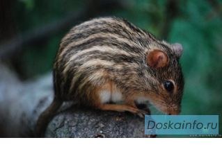 Lemniscomys - африканская полосатая мышь