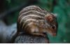 Lemniscomys - африканская полосатая мышь