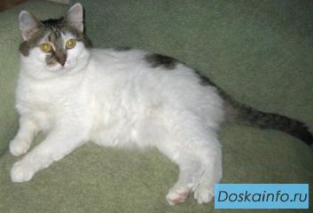 Мурашка – доброжелательная, интеллигентная кошечка.