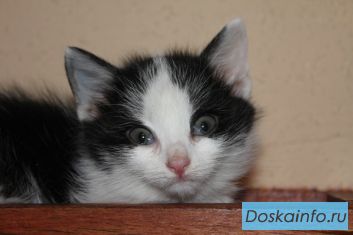 Котенок девочка Панда в дар