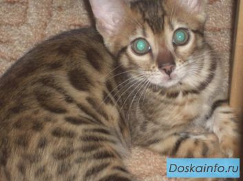 Продается очень красивая бенгальская кошечка недорого
