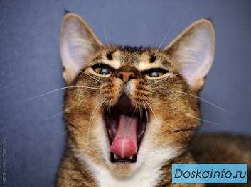 Нежнейшая кошка Пенелопа 8 мес. в дар