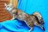 Уменьшенная картинка