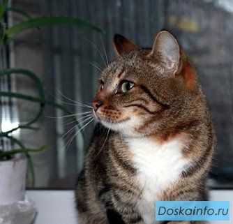 Суперласковая улыбака  Мелисса мраморного окраса