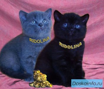 Британские котята. Питомник Ridolina.