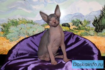 Продам котят донского сфинкса