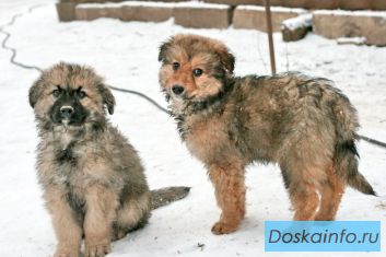 Отличные  щенки - метисы  в дар