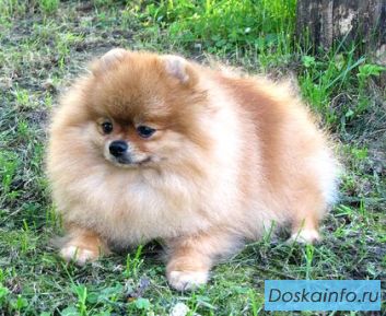 Шпиц  померанский
