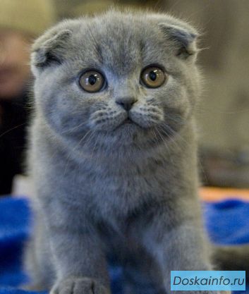 Вислоухие котята