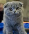 Вислоухие котята