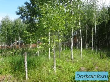 Продаю участок 10 соток с лесными деревьями
