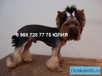 Стрижка собак и кошек