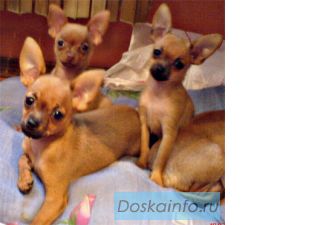 Рускиий той Клубные щенки