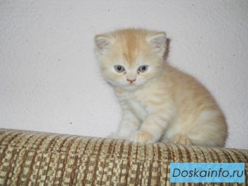 Британская кошечка