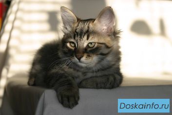 Сибирские котята