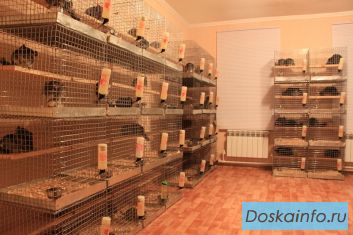 Шиншилловая ферма на дому