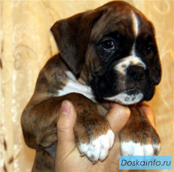 Щенки боксера