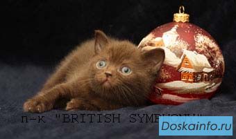 Британские котята питомника 'Британская Симфония'.