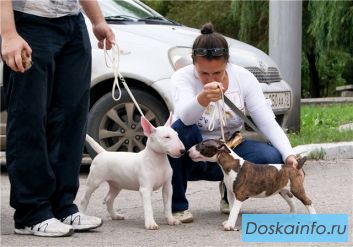 Продаются щенки миниатюрного бультерьера