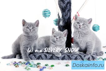 Где купить британского котенка?
