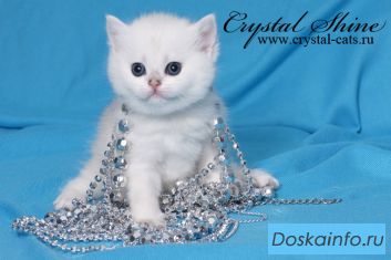 Британские серебристые шиншиллы