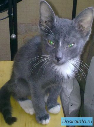 Отдам ласкового котика в заботливые руки)