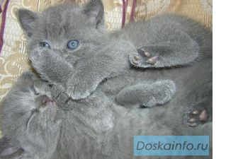 Британские голубые котята